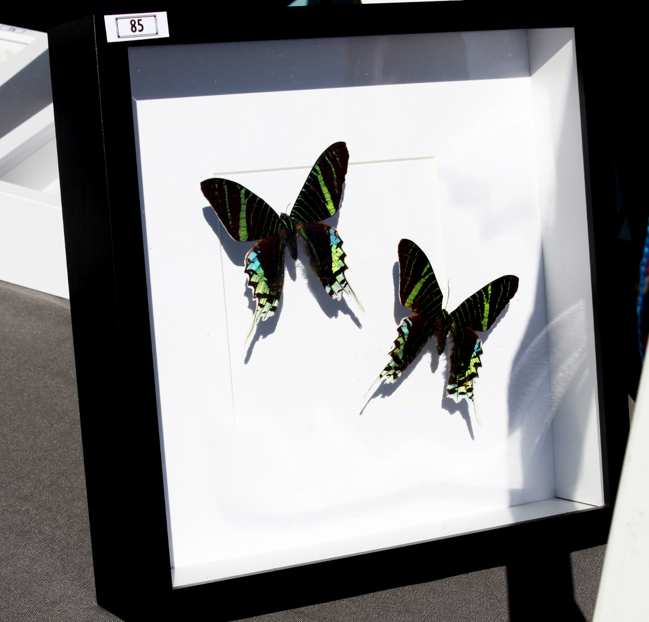Two black butterflies with green and light blue detailing pinned on a white board displayed in a black frame.