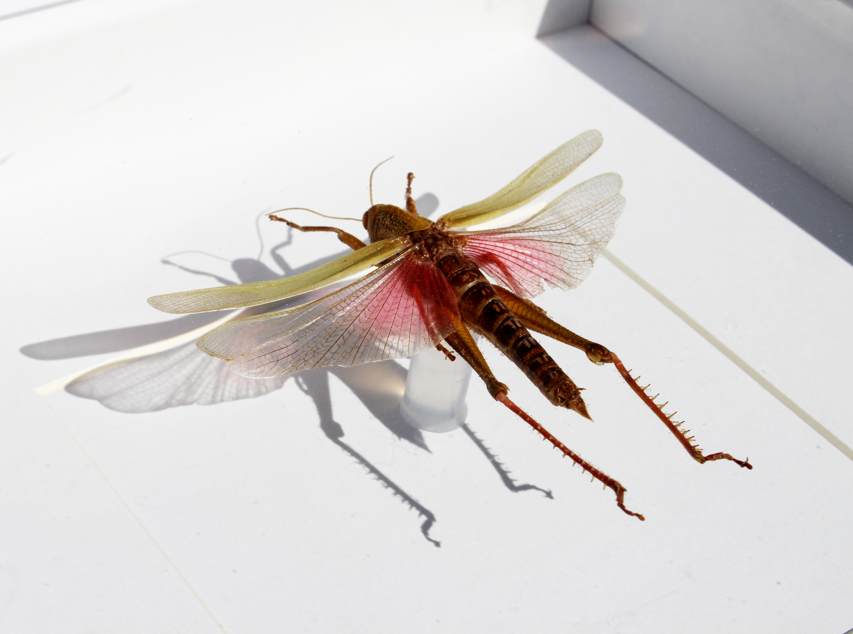 A large grasshopper with green and red tones is spread out to show its wingspan, pinned and dead in a case.